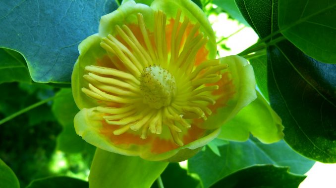 kwitnące drzewa ozdobne - tulipanowiec amerykański